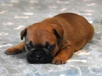 SNOOPY RED, a male French Bulldog for sale in Marshfield, MO – Photo 4 of 4