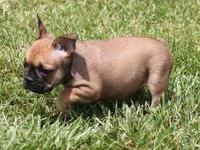SNOOPY RED, a male French Bulldog for sale in Marshfield, MO – 2 of 5