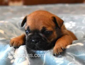 SNOOPY RED – French Bulldog puppy for sale in Marshfield, MO