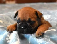 SNOOPY RED, a male French Bulldog for sale in Marshfield, MO – Photo 1 of 4