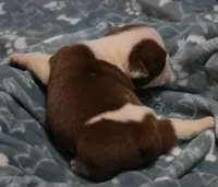 TEX - CHOCOLATE & WHITE, a male English Bulldog for sale in Marshfield, MO – 2 of 3