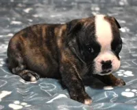 NOAH - BRINDLE, a male English Bulldog for sale in Marshfield, MO – 2 of 4