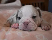 ANNA LILAC MERLE AKC, a female English Bulldog for sale in Marshfield, MO – Photo 4 of 4