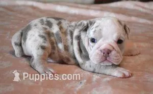 ANNA LILAC MERLE AKC – English Bulldog puppy for sale in Marshfield, MO