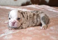 ANNA LILAC MERLE AKC, a female English Bulldog for sale in Marshfield, MO – Photo 2 of 4