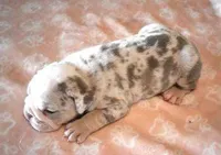 ANNA LILAC MERLE AKC, a female English Bulldog for sale in Marshfield, MO – Photo 3 of 4