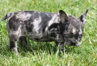 CANDY BLUE MERLE, a female French Bulldog for sale in Marshfield, MO – 3 of 4