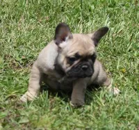 SASSY FAWN, a female French Bulldog for sale in Marshfield, MO – 2 of 5