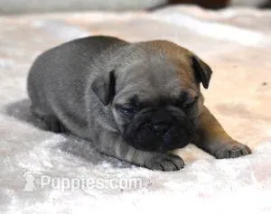 SASSY FAWN – French Bulldog puppy for sale in Marshfield, MO