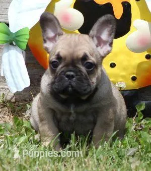 SASSY FAWN – French Bulldog puppy for sale in Marshfield, MO