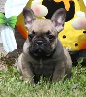 SASSY FAWN, a female French Bulldog for sale in Marshfield, MO – 1 of 5