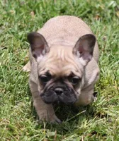 SASSY FAWN, a female French Bulldog for sale in Marshfield, MO – 5 of 5