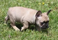 SASSY FAWN, a female French Bulldog for sale in Marshfield, MO – 4 of 5