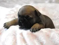 SASSY FAWN, a female French Bulldog for sale in Marshfield, MO – Photo 2 of 4