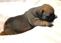 SASSY FAWN, a female French Bulldog for sale in Marshfield, MO – Photo 4 of 4