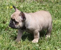 SASSY FAWN, a female French Bulldog for sale in Marshfield, MO – 3 of 5
