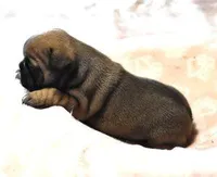 SASSY FAWN, a female French Bulldog for sale in Marshfield, MO – Photo 3 of 4