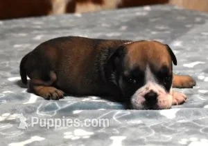 GABE FAWN & WHITE – English Bulldog puppy for sale in Marshfield, MO
