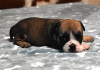 GABE FAWN & WHITE, a male English Bulldog for sale in Marshfield, MO – 1 of 2