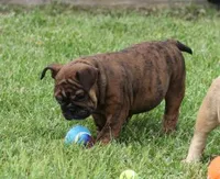 FIFI CHOCOLATE BRINDLE, a female English Bulldog for sale in Marshfield, MO – 3 of 6