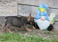 EVAN , a male French Bulldog for sale in Marshfield, MO – 5 of 6