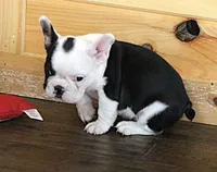 IRIS BLACK & WHITE, a female French Bulldog for sale in Marshfield, MO – 2 of 5
