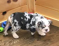 TINA - BLUE MERLE, a female English Bulldog for sale in Marshfield, MO – 3 of 6