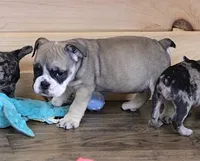 GABE RED & WHITE, a male English Bulldog for sale in Marshfield, MO – 6 of 6