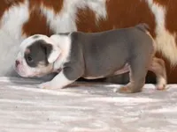TAMMY - LILAC, TAN & WHITE, a female English Bulldog for sale in Marshfield, MO – 5 of 5
