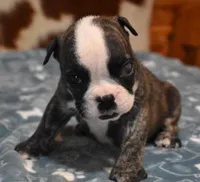 NOAH - BRINDLE, a male English Bulldog for sale in Marshfield, MO – 3 of 4