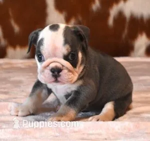 BRANDY - BLUE TRI – English Bulldog puppy for sale in Marshfield, MO