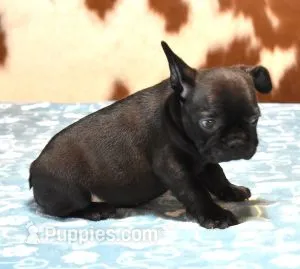 CHANCE  – French Bulldog puppy for sale in Marshfield, MO
