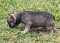 ELMO, a male French Bulldog for sale in Marshfield, MO – 5 of 5