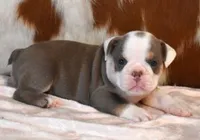 TAMMY - LILAC, TAN & WHITE, a female English Bulldog for sale in Marshfield, MO – 4 of 5