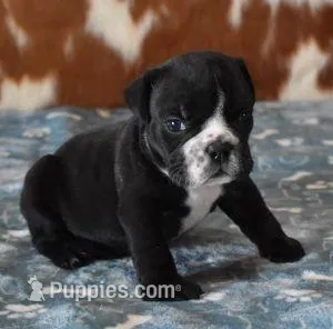 ANGUS AKC – English Bulldog puppy for sale in Marshfield, MO