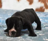 ANGUS AKC, a male English Bulldog for sale in Marshfield, MO – Photo 6 of 6