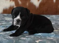 ANGUS AKC, a male English Bulldog for sale in Marshfield, MO – Photo 5 of 6