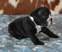 ANGUS AKC, a male English Bulldog for sale in Marshfield, MO – Photo 4 of 6