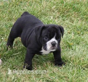 ANGUS AKC – English Bulldog puppy for sale in Marshfield, MO
