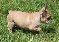 SUZY RED MERLE, a female French Bulldog for sale in Marshfield, MO – 5 of 6