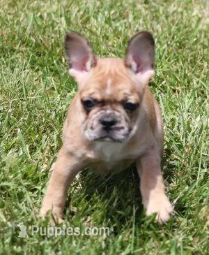 SUZY RED MERLE – French Bulldog puppy for sale in Marshfield, MO