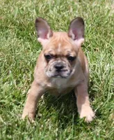 SUZY RED MERLE, a female French Bulldog for sale in Marshfield, MO – 3 of 6