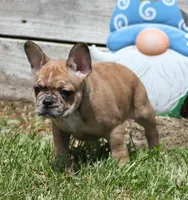 SUZY RED MERLE, a female French Bulldog for sale in Marshfield, MO – 4 of 6