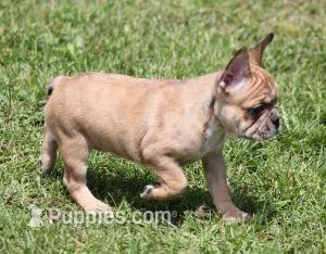SUZY RED MERLE – French Bulldog puppy for sale in Marshfield, MO