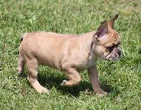 SUZY RED MERLE, a female French Bulldog for sale in Marshfield, MO – 1 of 6