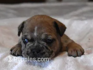 SUZY RED MERLE – French Bulldog puppy for sale in Marshfield, MO