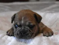 SUZY RED MERLE, a female French Bulldog for sale in Marshfield, MO – Photo 1 of 4