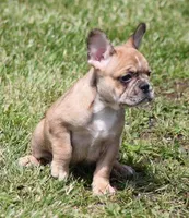 SUZY RED MERLE, a female French Bulldog for sale in Marshfield, MO – 2 of 6