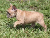 SUZY RED MERLE, a female French Bulldog for sale in Marshfield, MO – 6 of 6