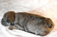 SUZY RED MERLE, a female French Bulldog for sale in Marshfield, MO – Photo 4 of 4